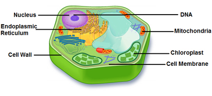 plant cell