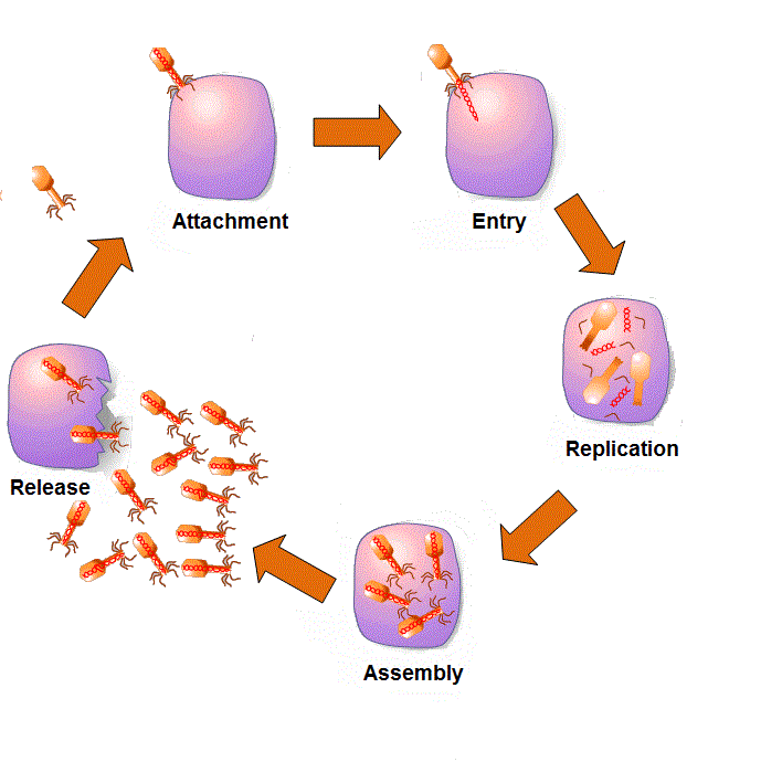 Image is a diagram showing the 5 stages of the lytic cycle.