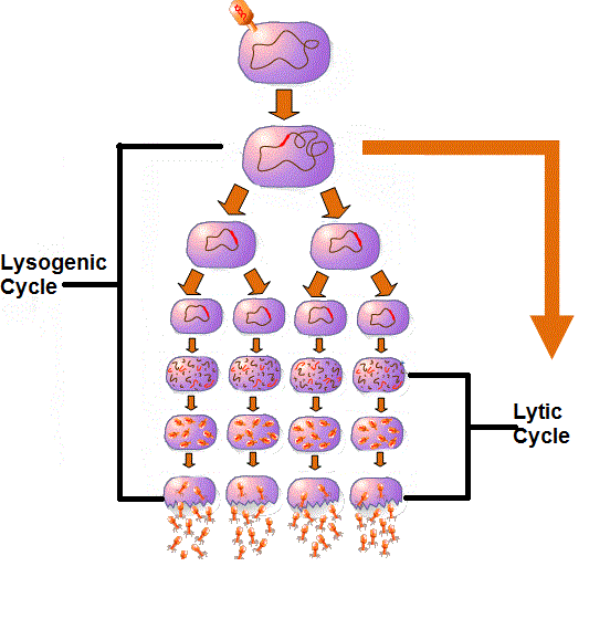 Image is a diagram show the stages of the lysogenic and lytic cycle.