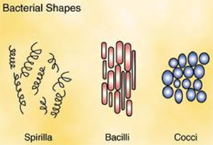 bacterial shapes; spiral, rod and round