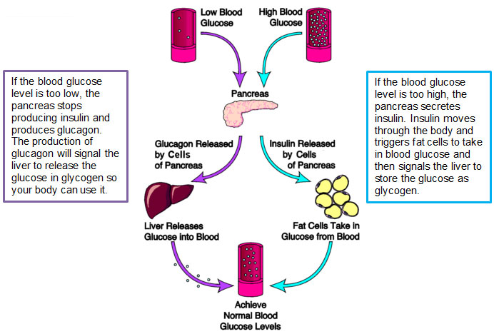 blood glucose concentration negative feedback