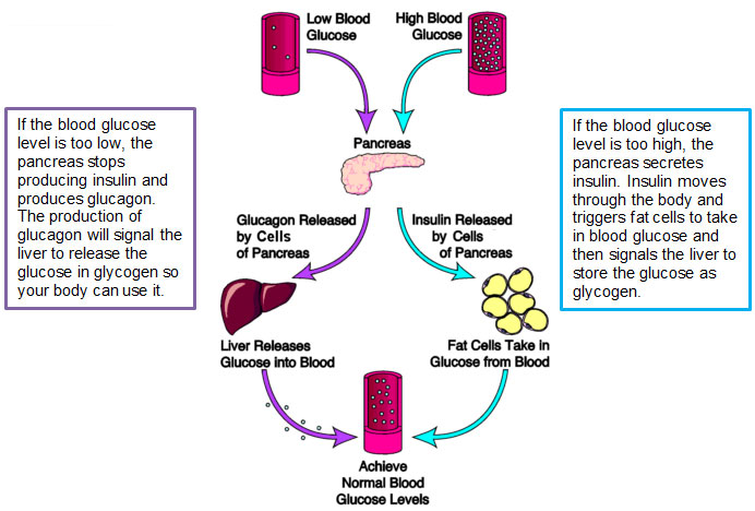 image shows the feedback loop used to regulate blood glucose levels