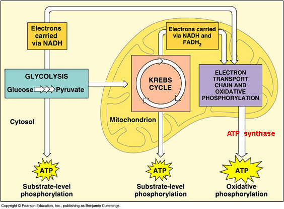 Stages Of Cellular Respiration Chart