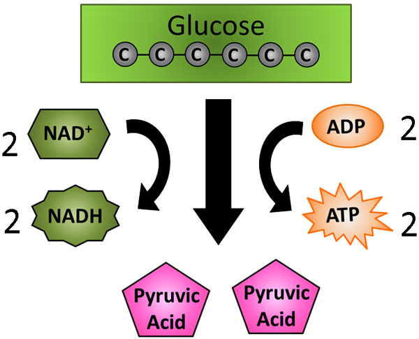Diagram shows 1 glucose molecule being converted into 2 pyruvic acids. 2 ADPS are changed into 2 ATPs and 2 NAD+ are converted into 2 NADH.