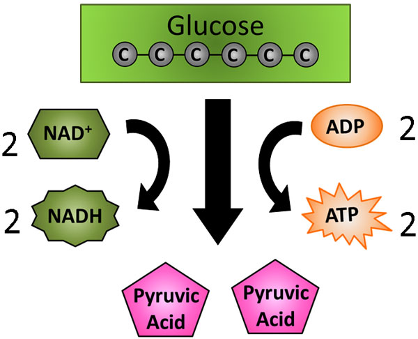 how many atp per glucose