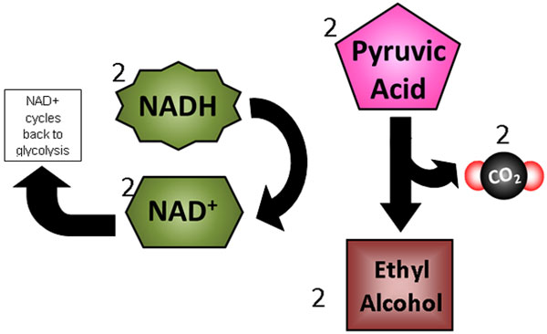 Diagram shows 2 pyruvic acids being converted into 2 ethyl alcohols and 2 carbon dioxides given off. Also shows 2 NADH being converted into 2 NAD+ that can be used again during glycolysis.