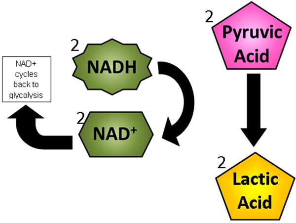 Diagram shows 2 pyruvic acids being converted into 2 lactic acids. Also shows 2 NADH being converted into 2 NAD+ that can be used again during glycolysis.