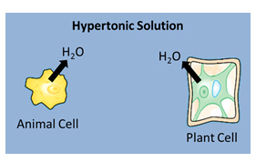 Image shows a isotonic solution and water moving into and out of a plant and animal cell. The cells are normal size. 