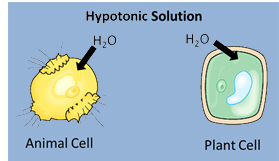Image shows a isotonic solution and water moving into and out of a plant and animal cell. The cells are normal size. 