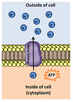Image is of active transport. It shows a hydrogen ion being pumped through a protein pump. The hydrogen is moving against the concentration gradient and therefore requires energy in the form of ATP. 