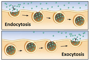 Image shows endocytosis and exocytosis.