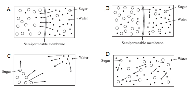 untitled document movement of molecules from high to low concentration