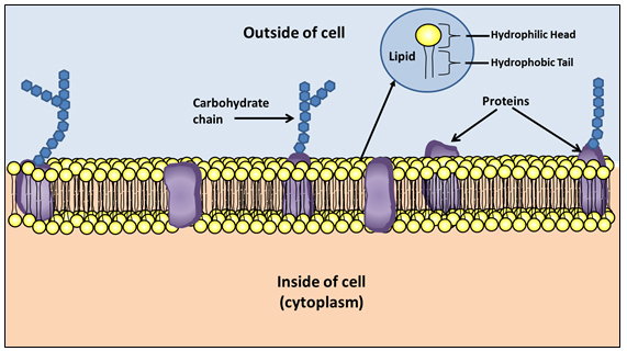 a diagram of the cell membrane