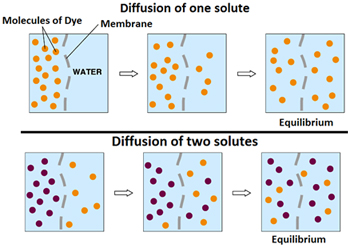 Image shows diffusion of dye in water over time. As time increase the molecules of dye move inside membrane until there are an equal number inside and out of the cell. 