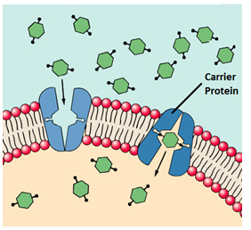 Image shows facilitated diffusion. Carrier proteins are being used to move a molecule through a semi permeable membrane