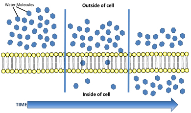 Image shows movement of water molecules across a semipermeable membrane over time. As time increases water molecules move inside the cell until there is an equal number inside and out. 