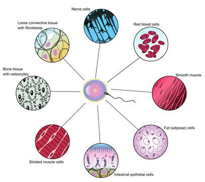 Cell Specialization and Differentiation | Texas Gateway