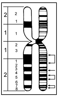 Chromosome showing banding sites