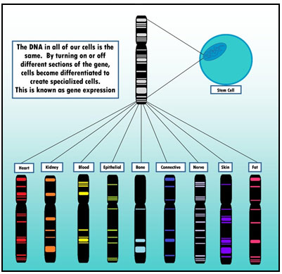 Chromosome showing banding sites