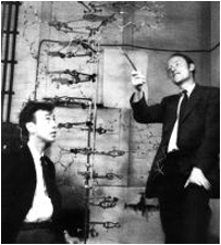 Watson and Crick with their model of DNA