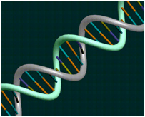 DNA double helix