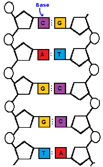 Does DNA have a nitrogen base?