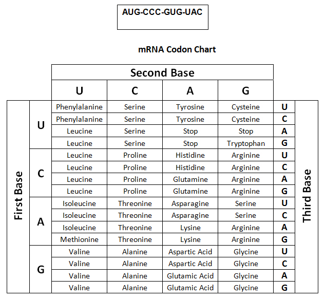 Mrna Amino Acid Chart
