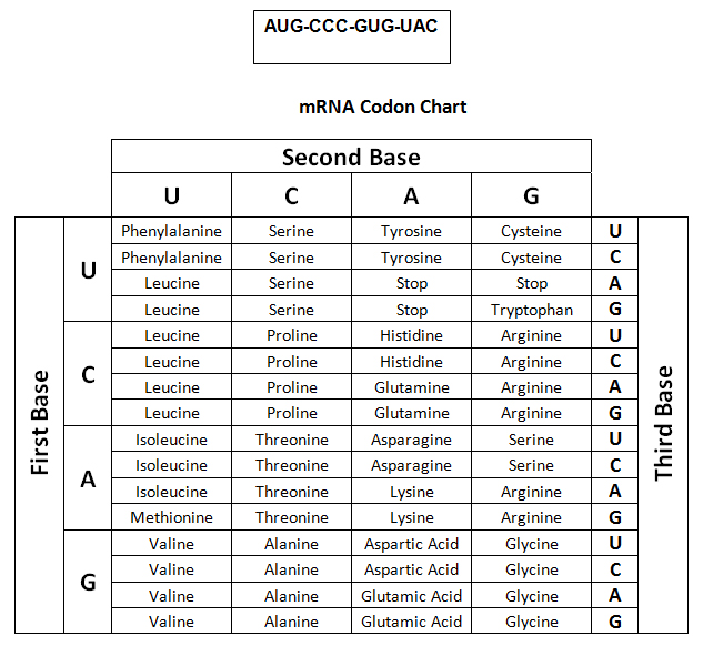 Mrna Codon And Dna Sequence Chart