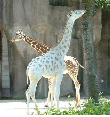two giraffes. One giraffe has typical coloration of dark brown and white. The other as atypical coloration and is predominately white with a few light brown spots.