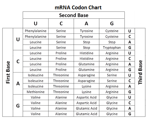 Mrna Chart