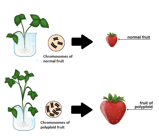 Image shows the chromosomes of a regular size strawberry and double the amount of chromosomes for a polyploidy strawberry.