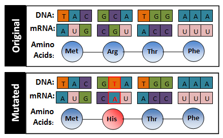 Image shows original DNA sequence with matching mRNA and amino acids. Second image shows a substitution mutation with the changed DNA, mRNA and Amino Acids.