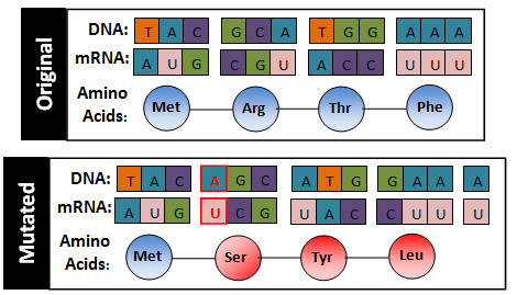Image shows original DNA sequence with matching mRNA and amino acids. Second image shows an insertion mutation with the changed DNA, mRNA and Amino Acids.
