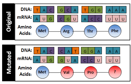 Image shows original DNA sequence with matching mRNA and amino acids. Second image shows a deletion mutation with the changed DNA, mRNA and Amino Acids.