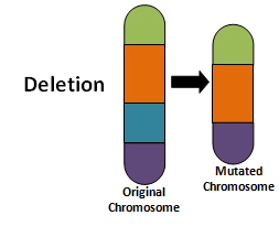 Image shows a deletion chromosome mutation where one part of the chromosome is missing.