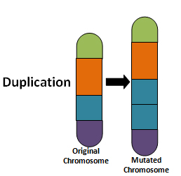 Image shows a duplication chromosome mutation where one part of the chromosome has been duplicated.
