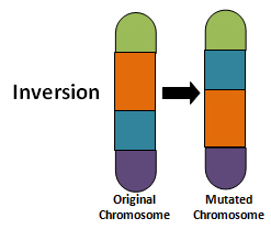 Image shows an inversion chromosome mutation where one part of the chromosome has been moved to another area of the chromosome.