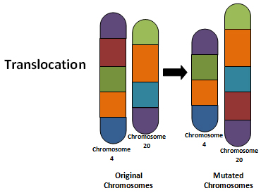 Image shows a translocation chromosome mutation where one part of a chromosome has been moved to another chromosome.