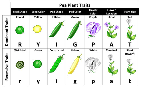 Chart shows the characteristics that Mendel studied. Seed shape, seed color, flower color, pod shape, pod color, flower location, and plant size.