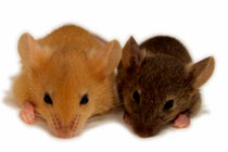 image of a brown and tan mouse