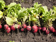 image of radishes that have just been picked