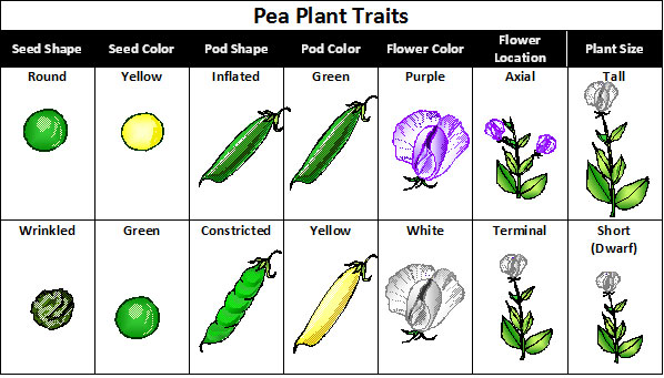 Chart shows the characteristics that Mendel studied. Seed shape, seed color, flower color, pod shape, pod color, flower location, and plant size.