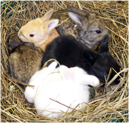 Image shows rabbits in variety of colors.