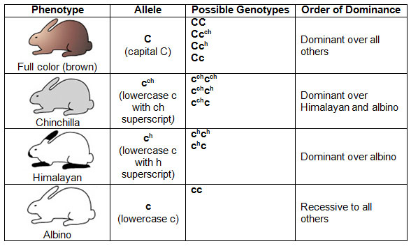 Multiple Alleles Rabbit Coat Color Worksheet Answers