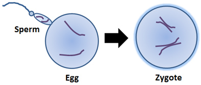 Image shows a sperm joining an egg and producing a zygote.