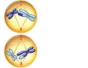 Drawing of an animal cell in prophase 2.