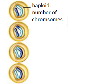 Drawing of an animal cell in telophase 2.