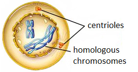 Drawing of an animal cell in prophase.  Centrioles and homologous chromosomes are visible.
