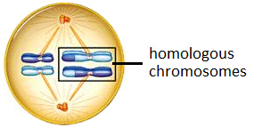 Drawing of an animal cell in metaphase.  Homologous chromosomes are lined up in the center of the cell.