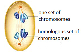 Drawing of an animal cell in anaphase. Chromosomes are being pulled away from the center to the poles of the cell